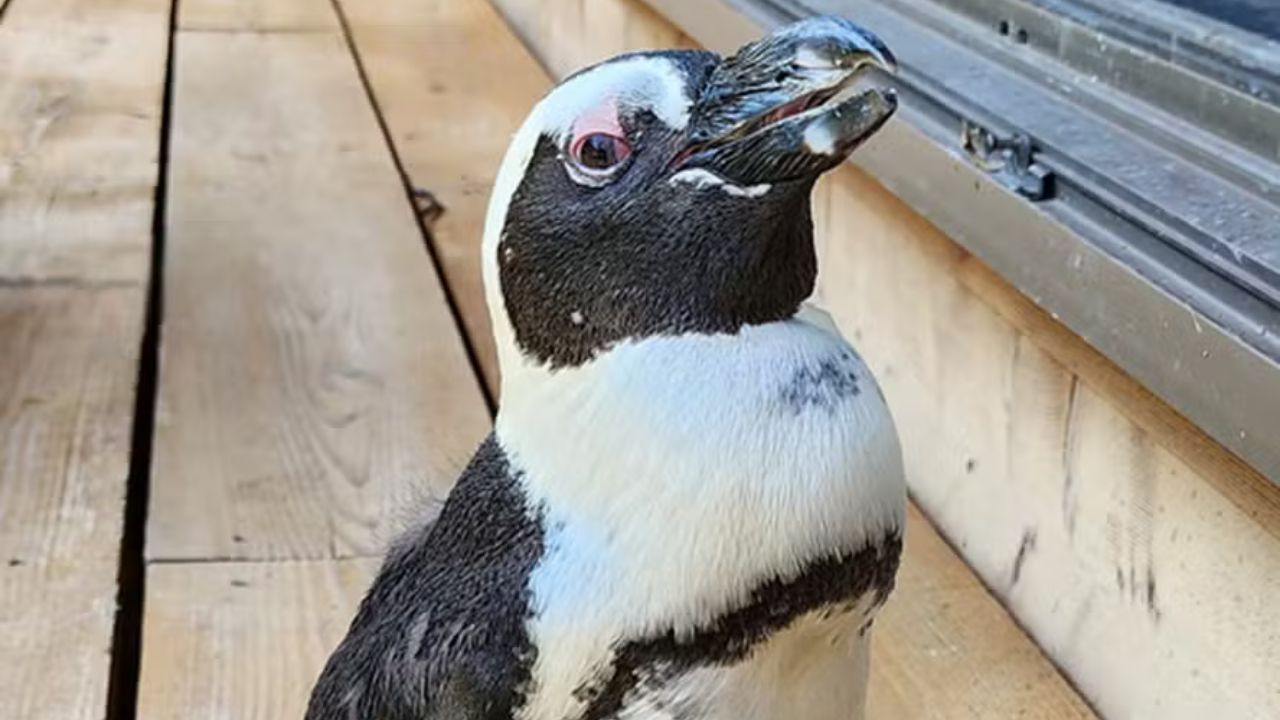 ‘Pinguim fugitiva’ é achada após sobreviver a mar aberto e tufão no Japão