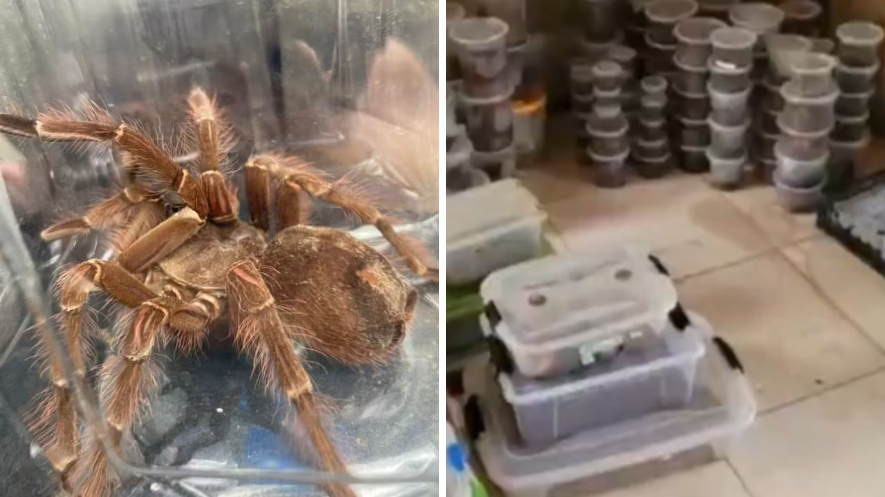 PF investiga homem que tentou enviar ilegalmente 73 aranhas para Alemanha pelo correio