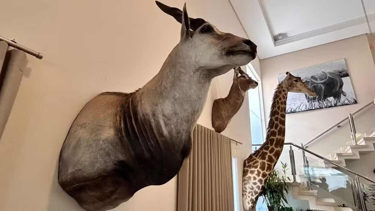 Empresário alvo de operação da PF tem coleção de animais empalhados apreendida