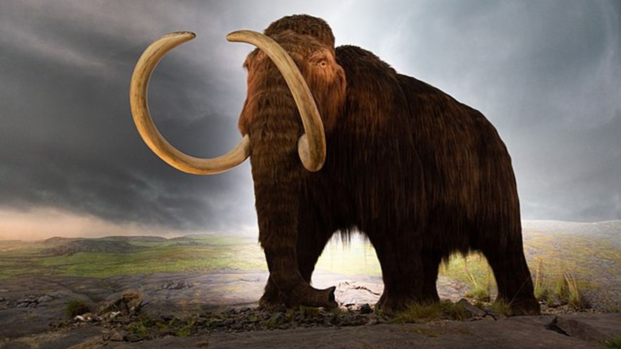 ‘Febre do feno’: nova teoria explica extinção dos mamutes há 4 mil anos