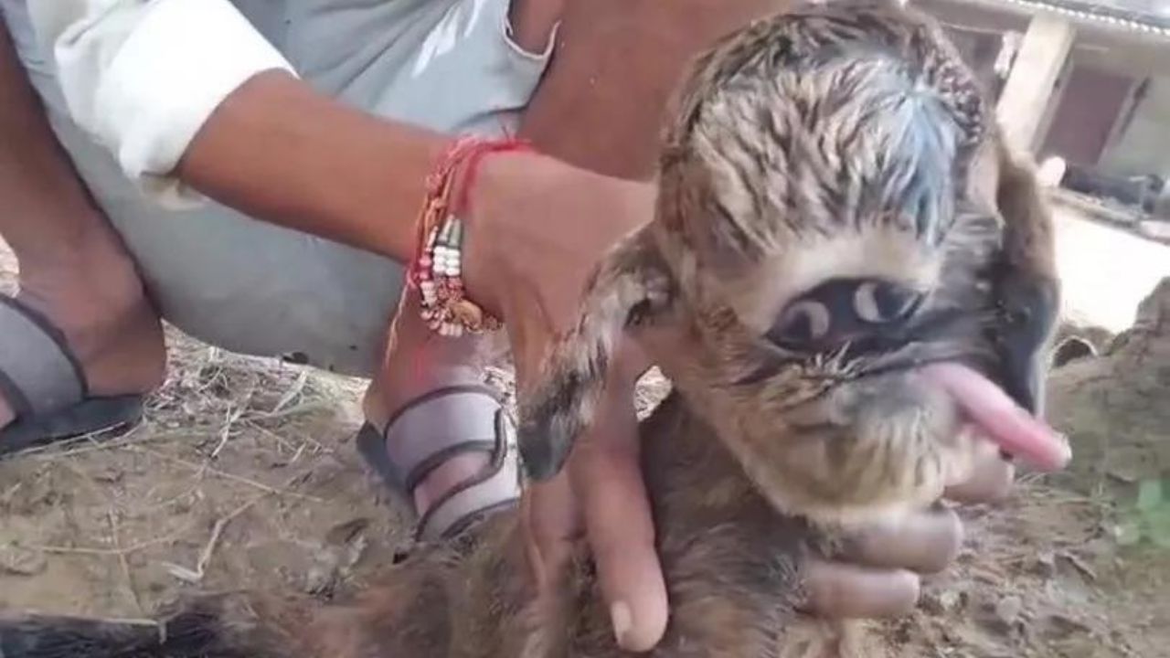 Cabra nasce com olhos unidos e causa comoção em vilarejo na Índia