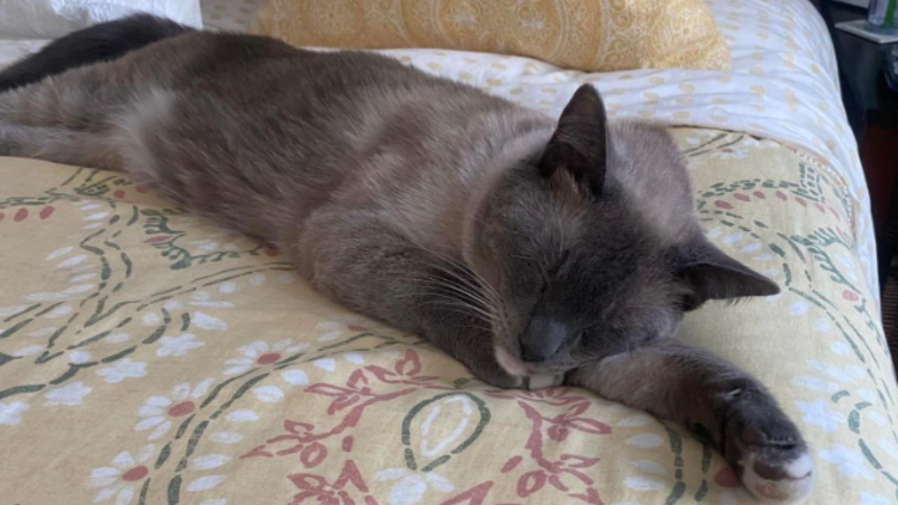 Gato perdido em Yellowstone andou mais de mil quilômetros tentando voltar para casa