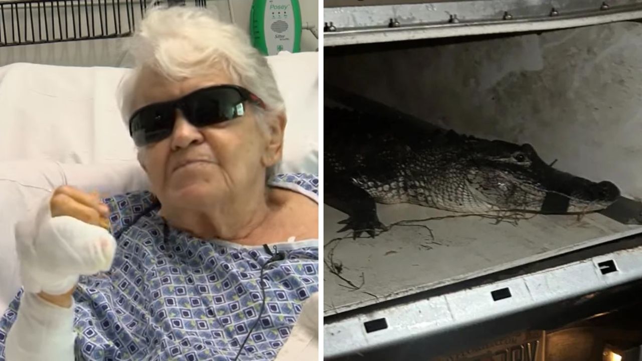 Idosa de 84 anos reage com socos a ataque de jacaré na Flórida