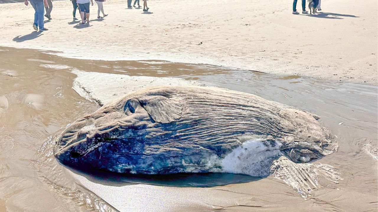Peixe-lua gigante causa alvoroço ao aparecer em praia nos EUA; entenda!