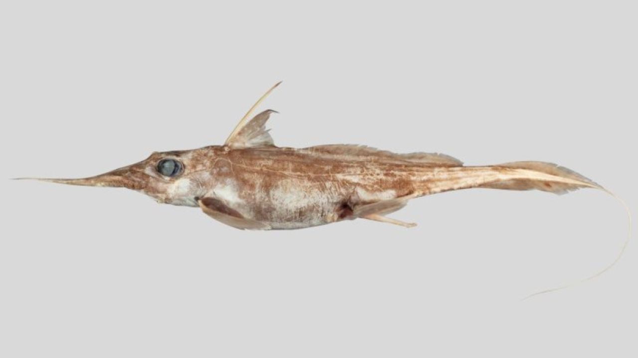 Cientistas descobrem nova espécie de tubarão-fantasma no Oceano Pacífico