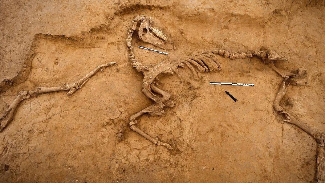 Escavação descobre trincheira da Batalha de Waterloo na Bélgica