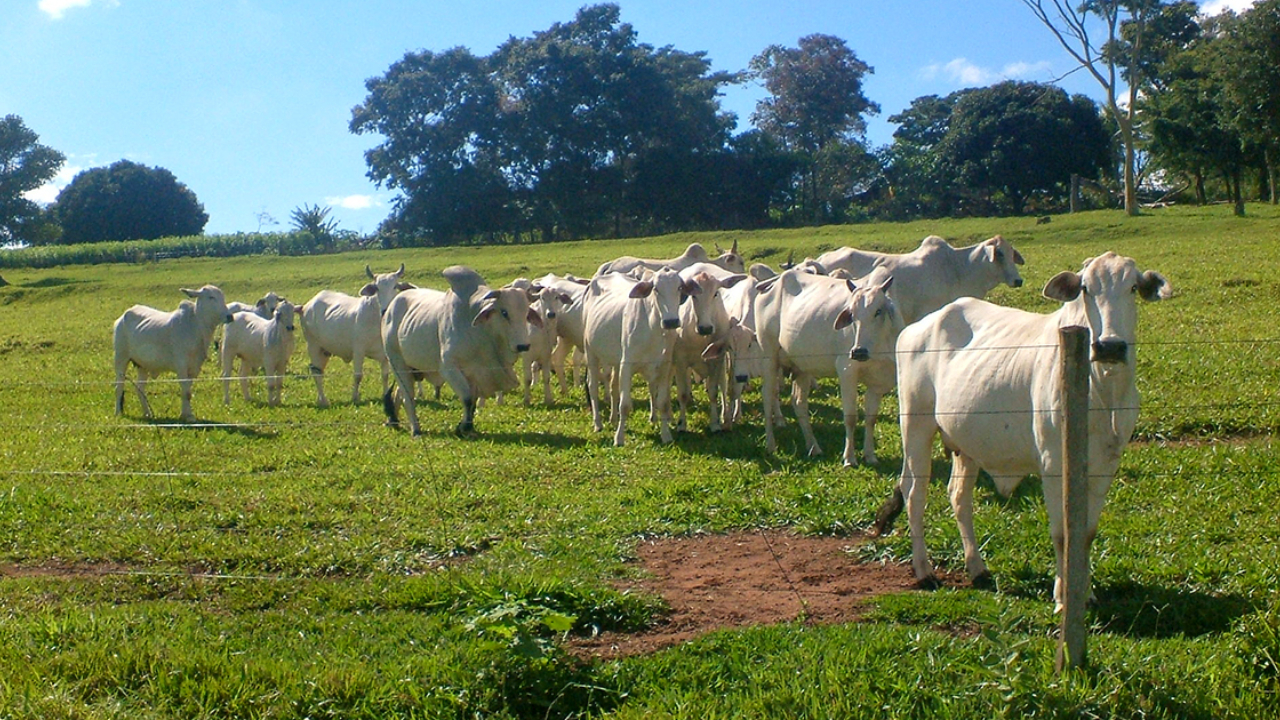 Altas temperaturas afetam o organismo de bovinos e diminuem a produção no campo