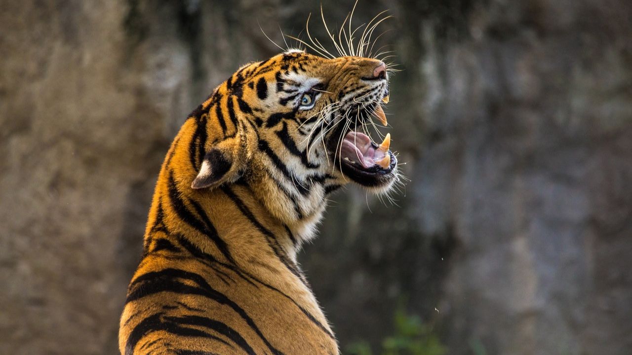 Tratadora é atacada por tigre em parque temático australiano