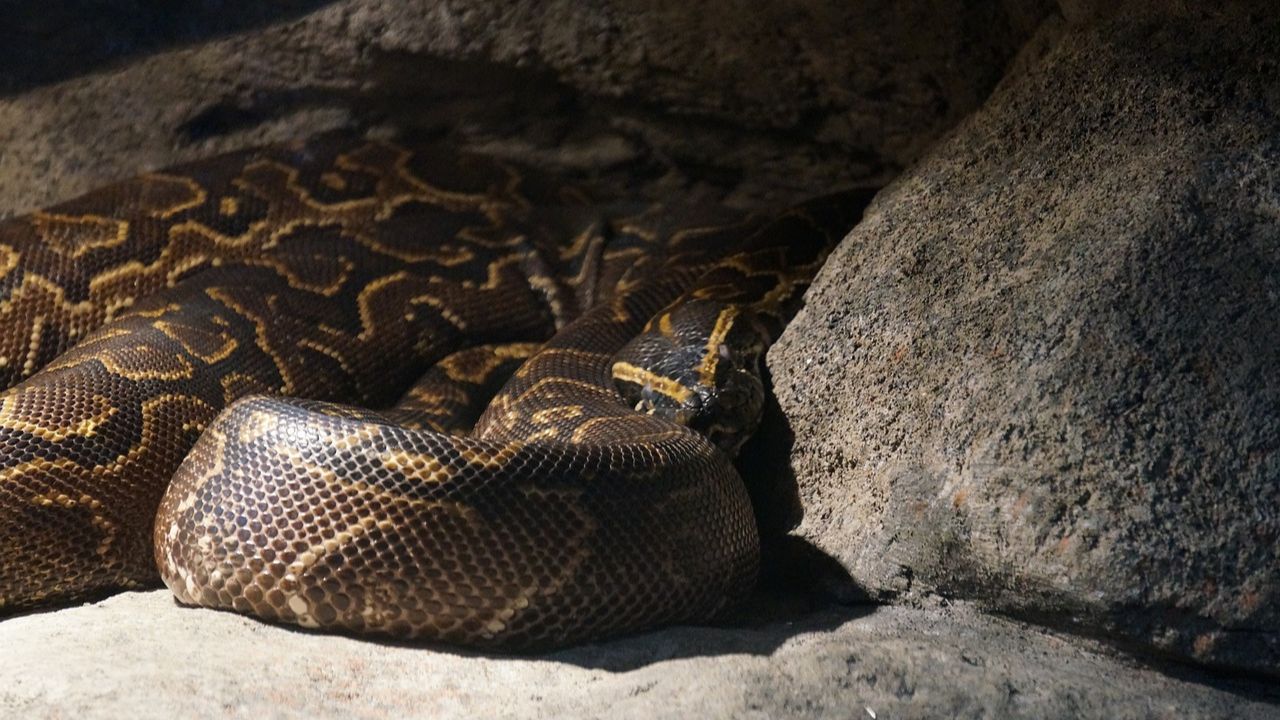 Mulher é engolida por cobra píton em plantação na Indonésia