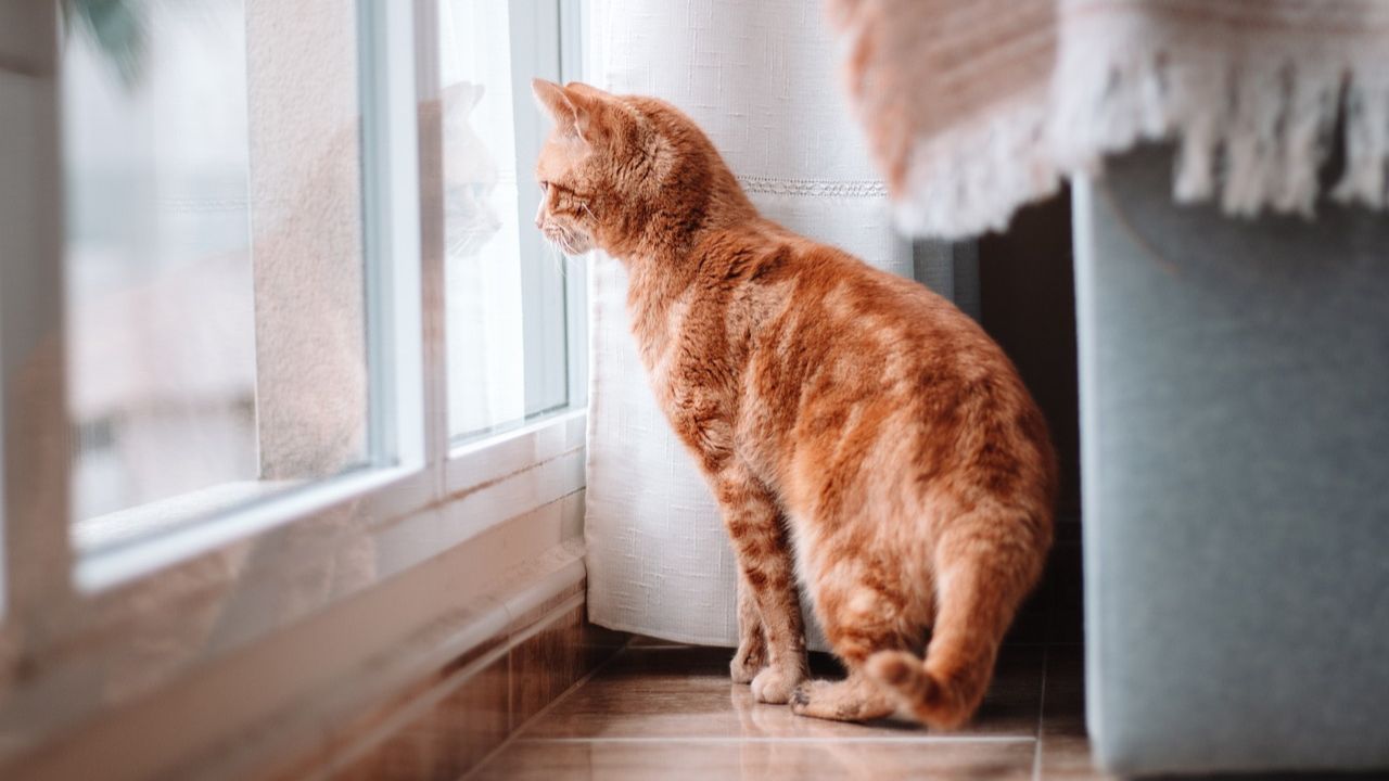 Dias após ser ‘cremado’ gato reaparece em casa no Reino Unido