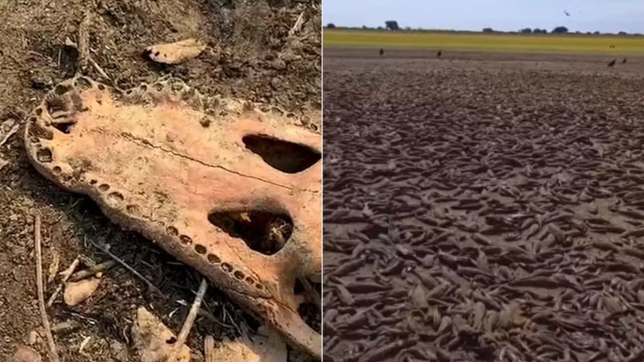 Peixes e jacarés aparecem mortos após queimadas no Mato Grosso do Sul