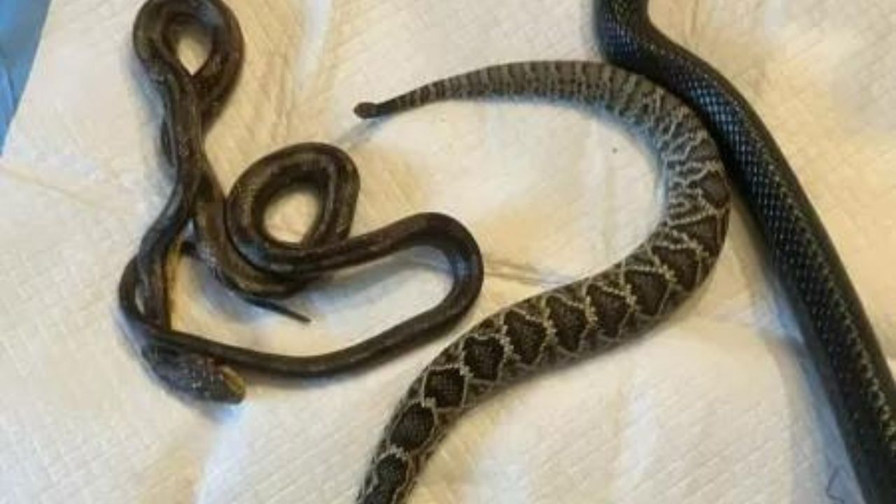 Ao ser capturada, cobra regurgita serpente viva nos EUA