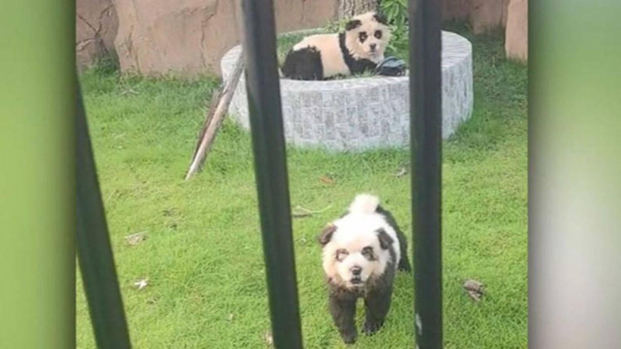 Zoológico na China atrai visitantes com cães pintados como pandas