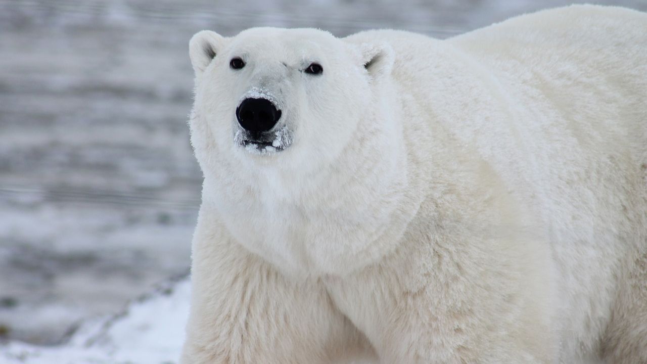 Urso polar que revirava lixo de residência de idosa é abatido na Islândia