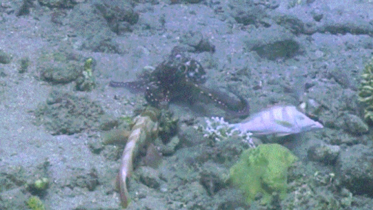 Mergulhadores registram cenas de polvo e peixes caçando juntos