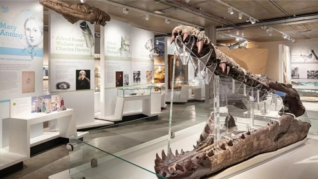 Museu no Reino Unido terá noite privada para grupo naturalista