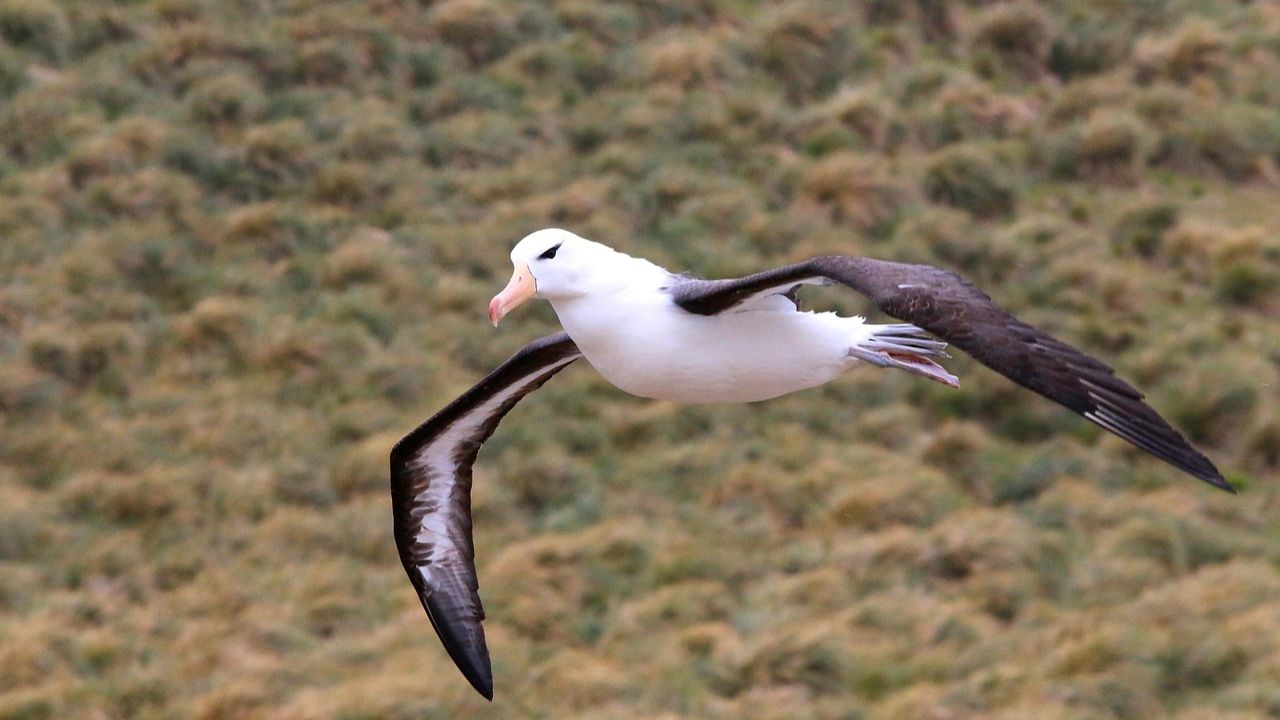 Ilha deve bombardear cerca de um milhão de ratos devoradores de albatrozes