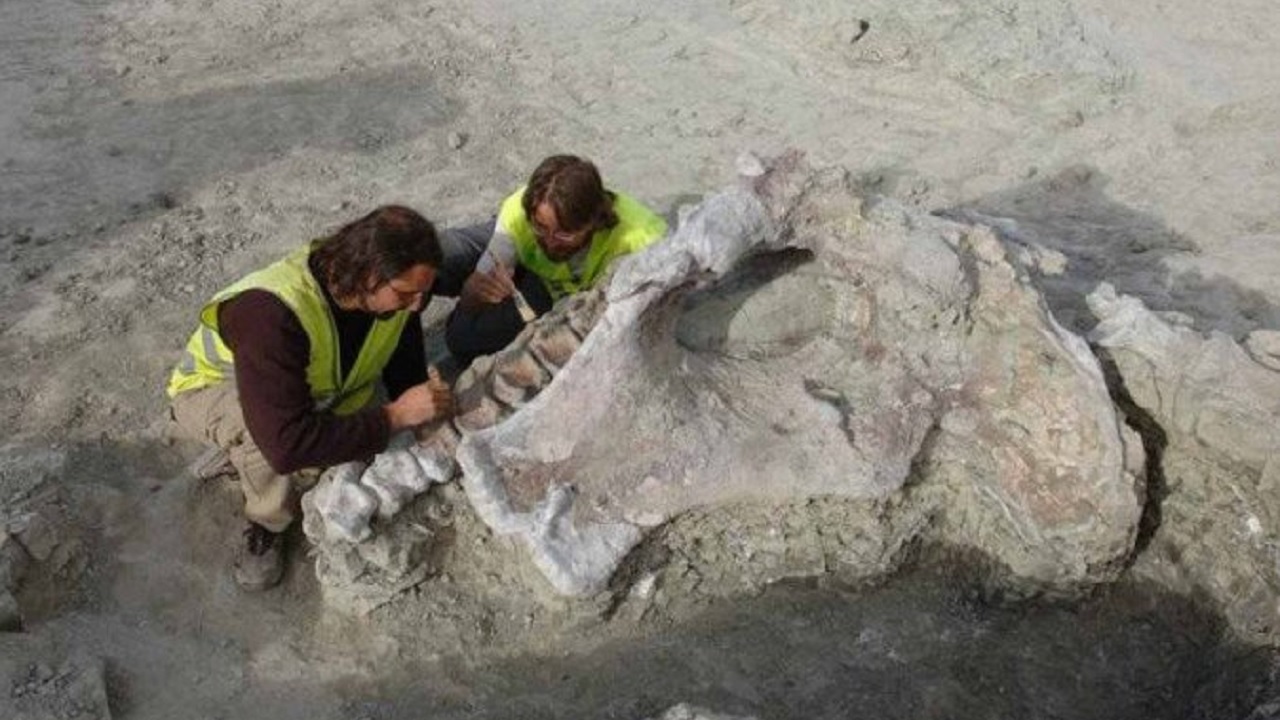 Descoberta nova espécie de dinossauro que viveu há 75 milhões de anos