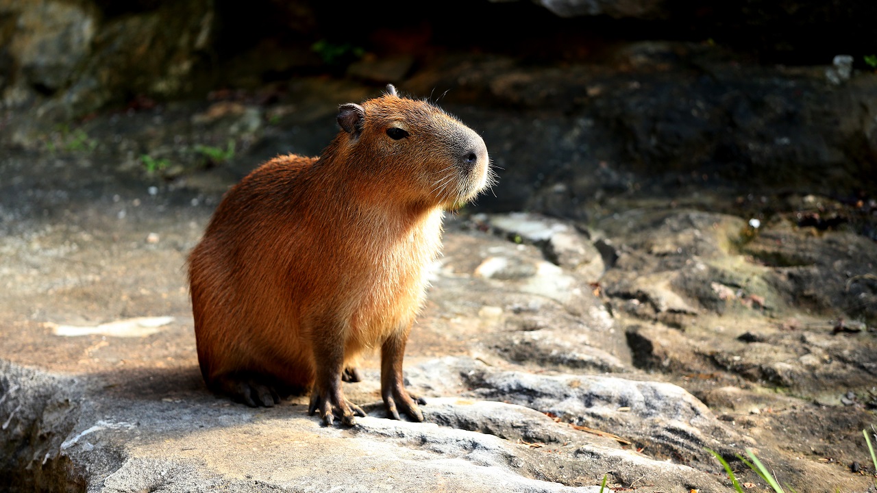 As buscas pela capivara brasileira que fugiu de zoológico na Inglaterra