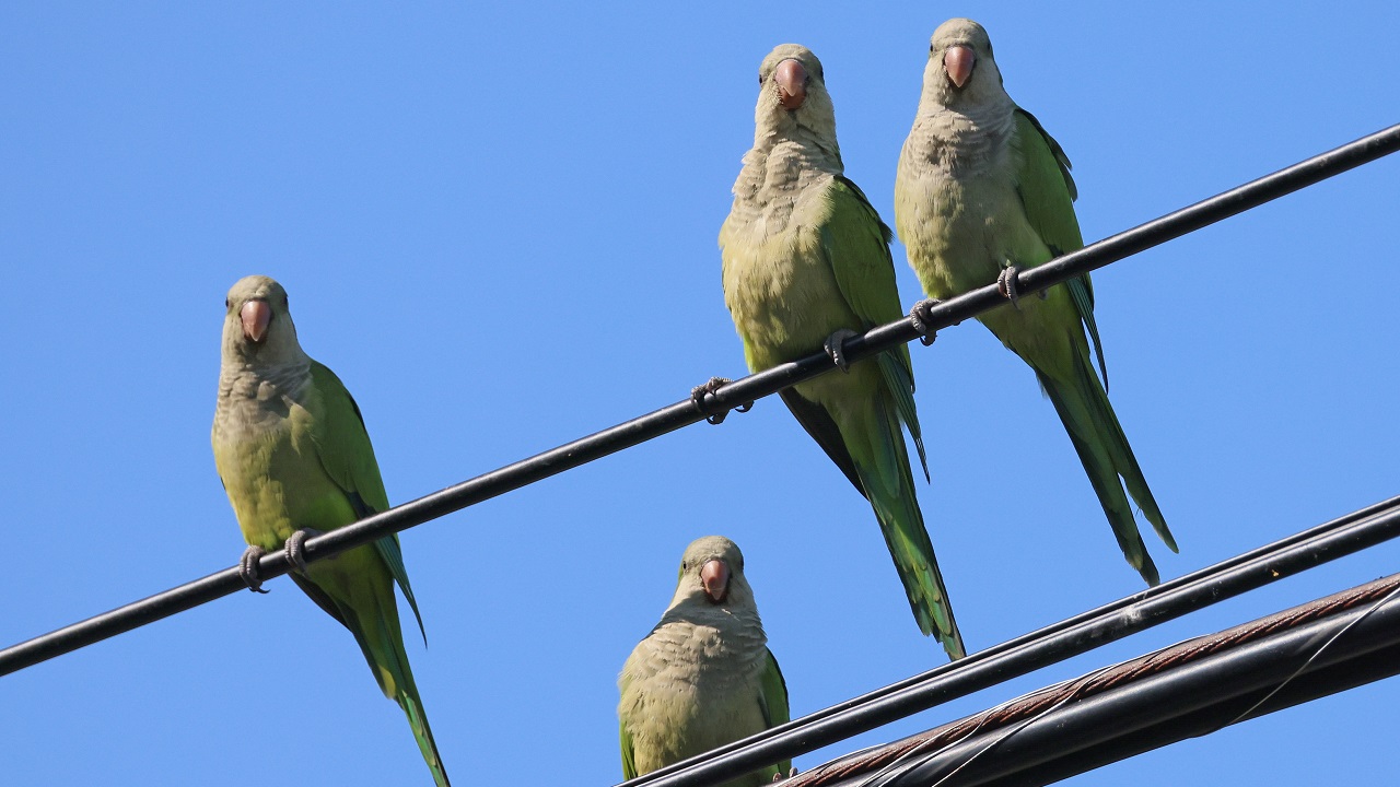 Barulho excessivo e fezes: Invasão de papagaios causa caos na Argentina