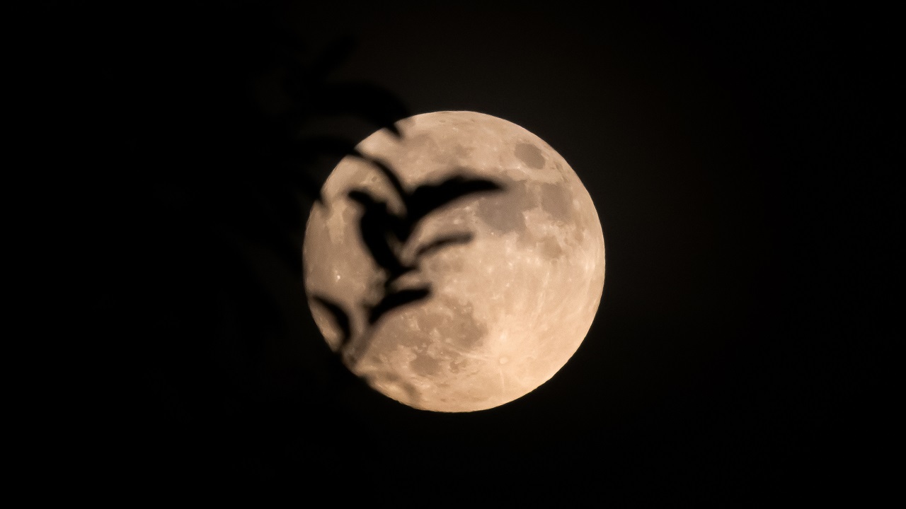 Veja como e quando observar o eclipse parcial da Superlua