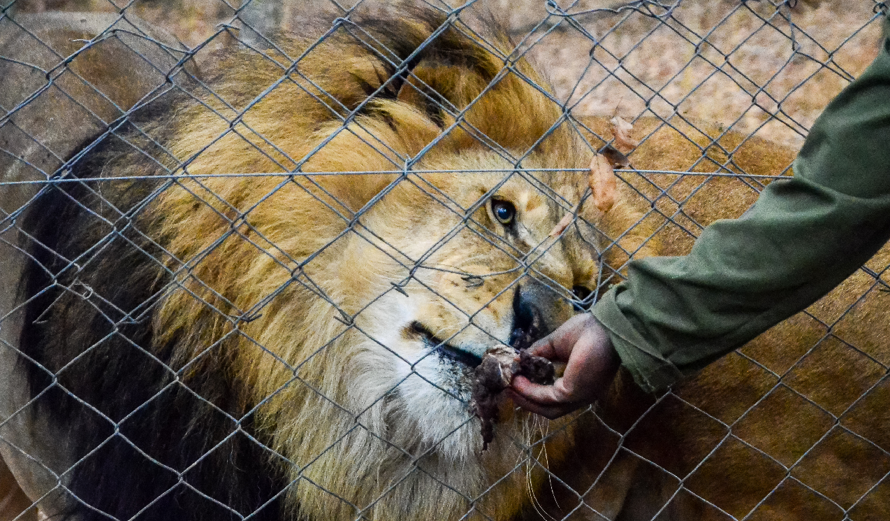 Tratador de zoológico morre após sofrer ataque de leão na Nigéria