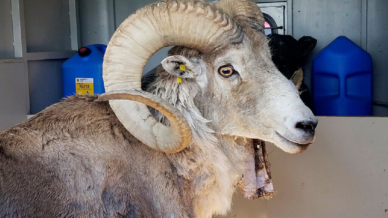 Idoso é acusado de clonar carneiro gigante para caçadores de troféus