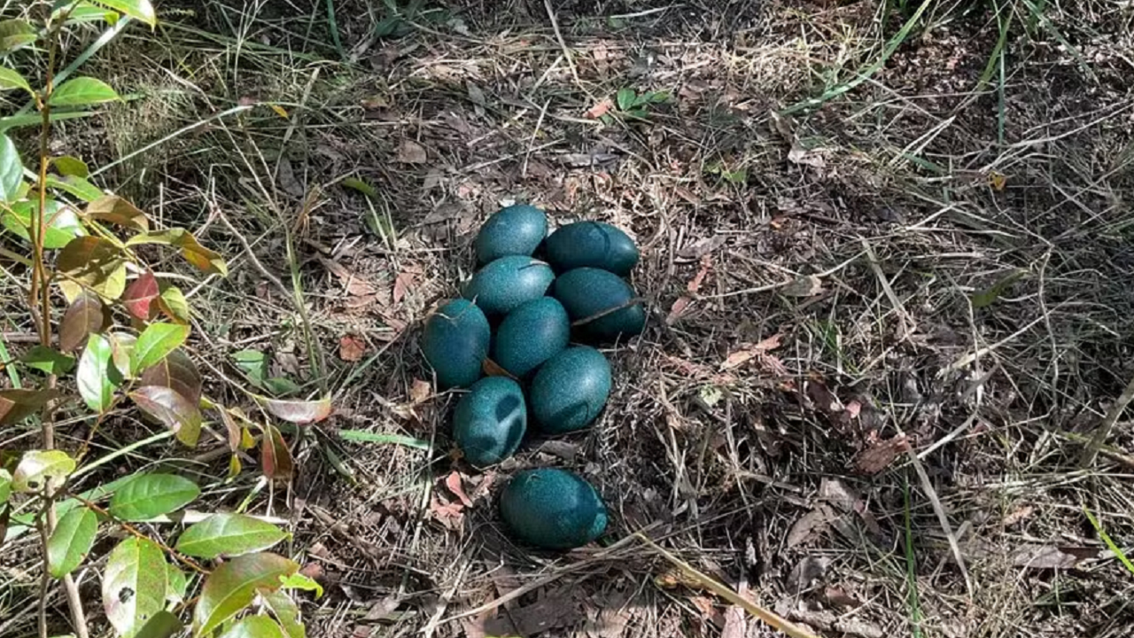 Especialistas encontram ovos azuis raros em floresta na Austrália