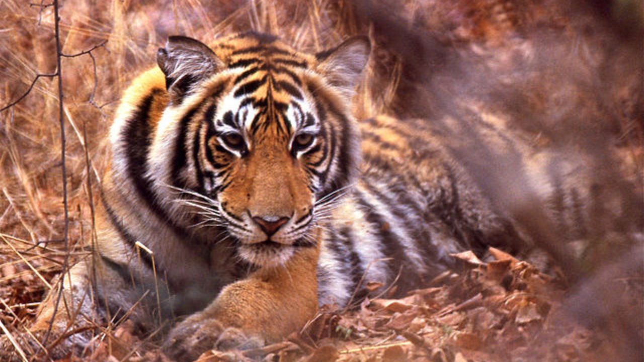 Surto de gripe aviária provoca morte de dezenas de tigres no Vietnã