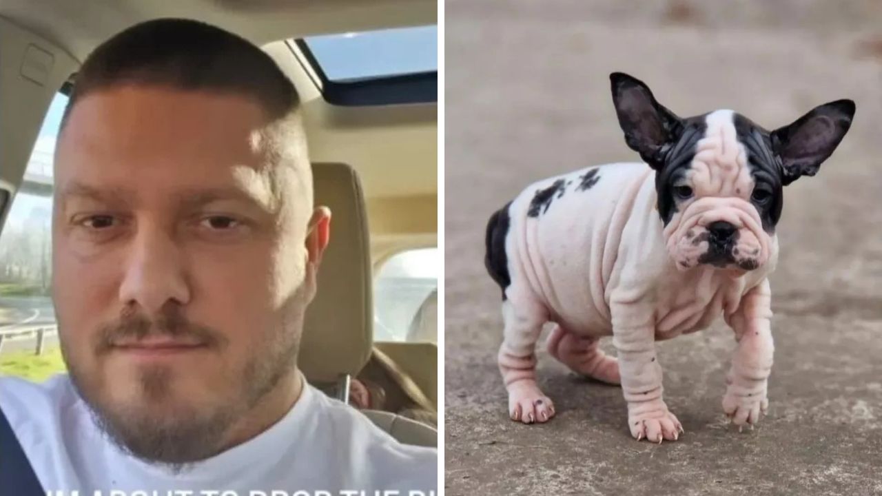 ‘Dr. DNA’: Homem oferece ‘design de cães’ com cruzamento indiscriminado de raças