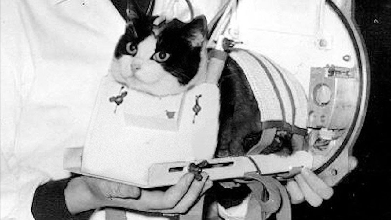 A história da gata de rua enviada pela França ao espaço