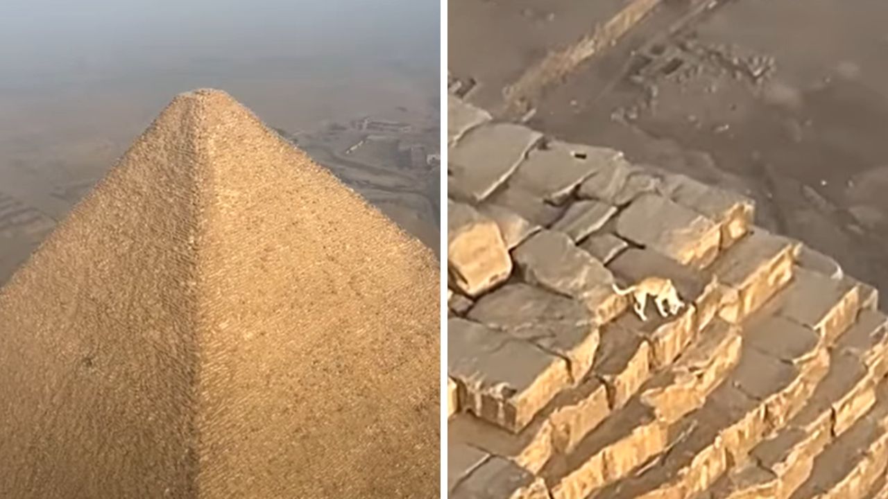Cachorro caramelo é flagrado no topo da Pirâmide de Gizé