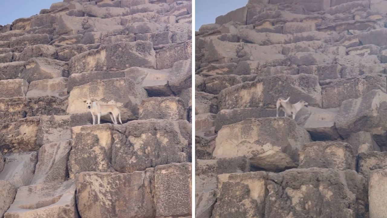 Brasileiros encontram cachorro caramelo flagrado no topo da Pirâmide de Gizé