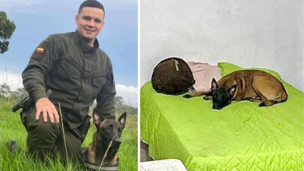 Cachorro aguarda há dias volta de tutor morto em ataque na Colômbia