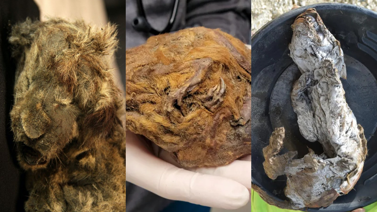 Confira 5 vezes em que animais do passado foram encontrados congelados