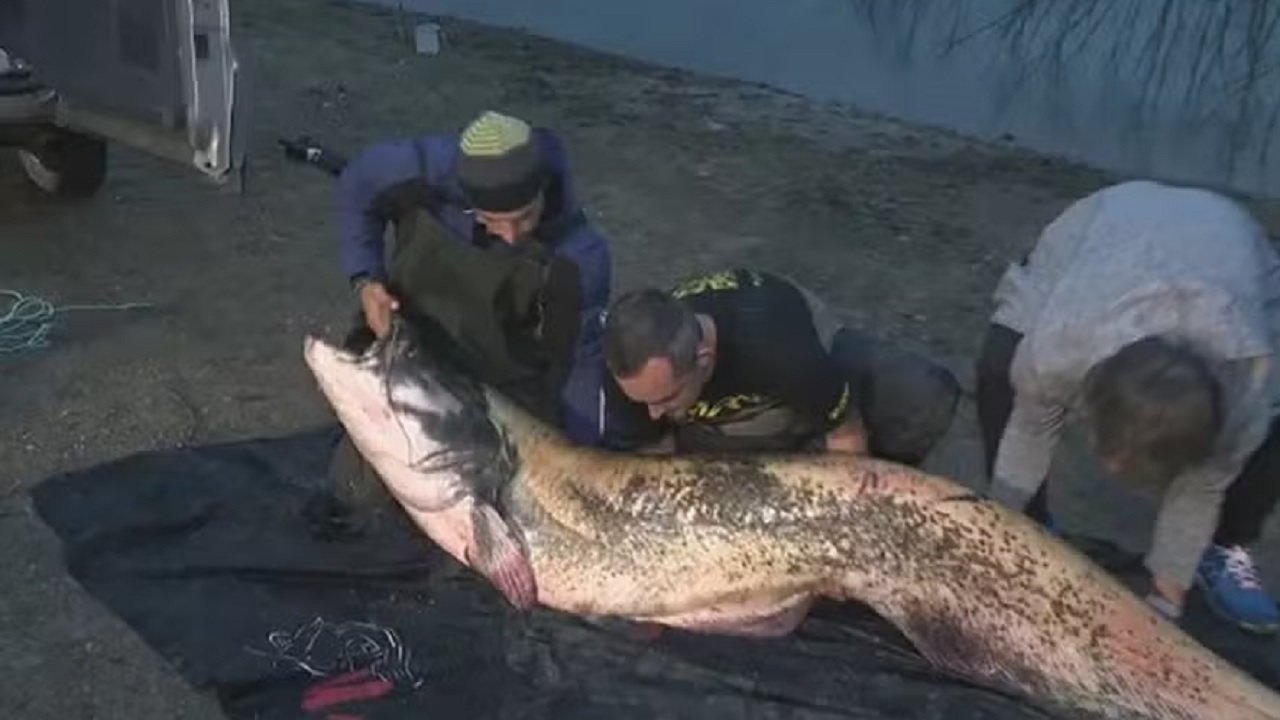 Pescadores búlgaros capturam bagre gigante e batem recorde mundial