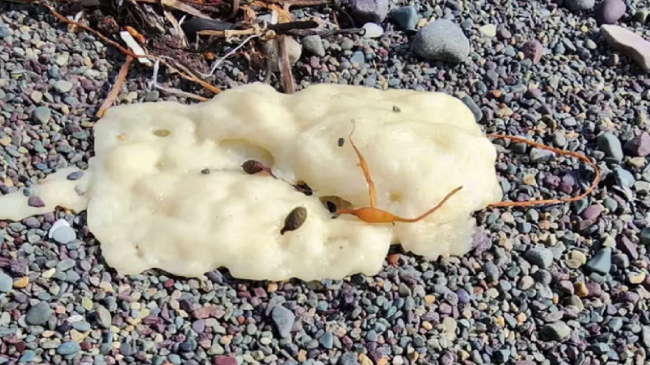 Misteriosos aglomerados viscosos em praias do Canadá intrigam especialistas