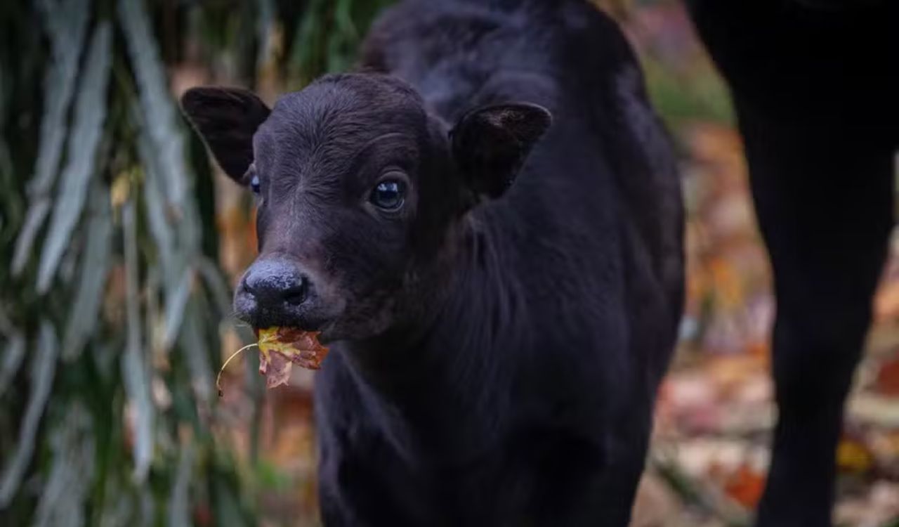 Zoológico registra nascimento do primeiro búfalo-anão do mundo
