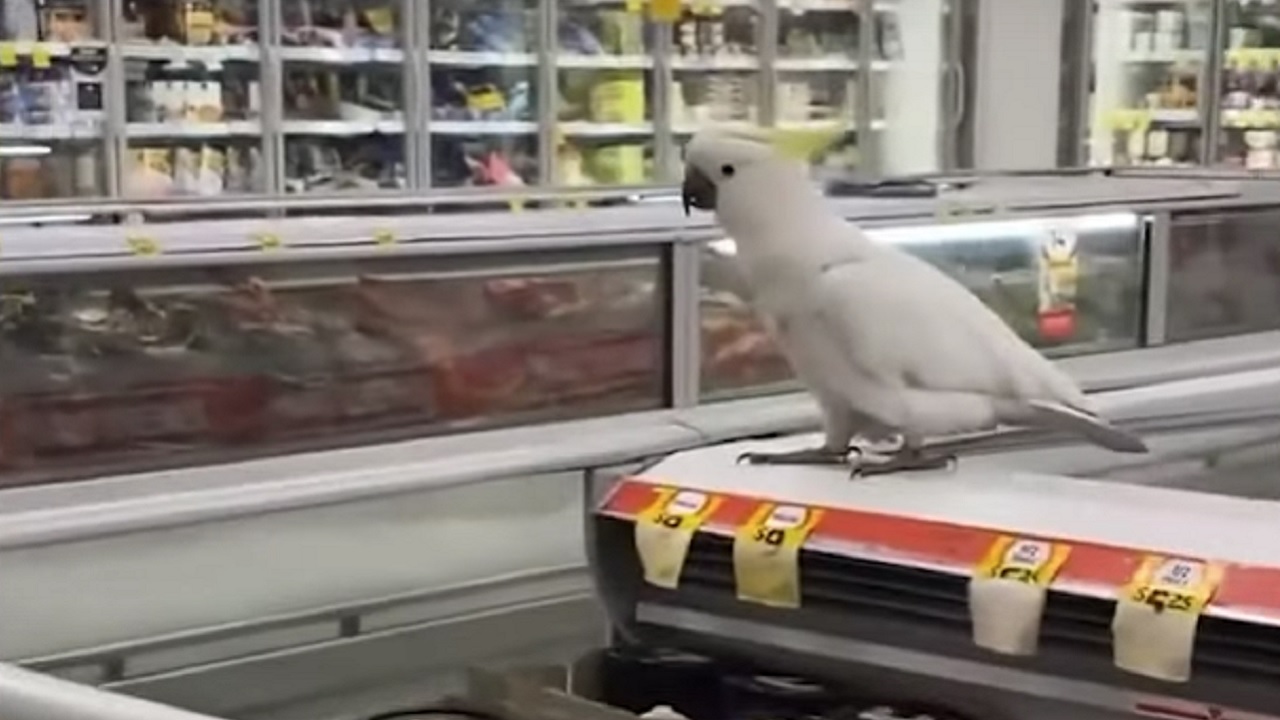Cacatua é resgatada após sobreviver por quatro semanas em supermercado