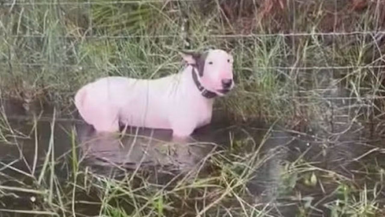 Cão abandonado é resgatado antes da chegada do furacão Milton