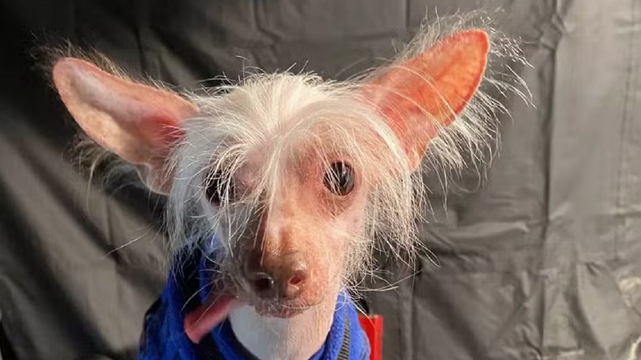 Concurso de cão mais feio do Reino Unido reclama de concorrentes ‘muito fofos’