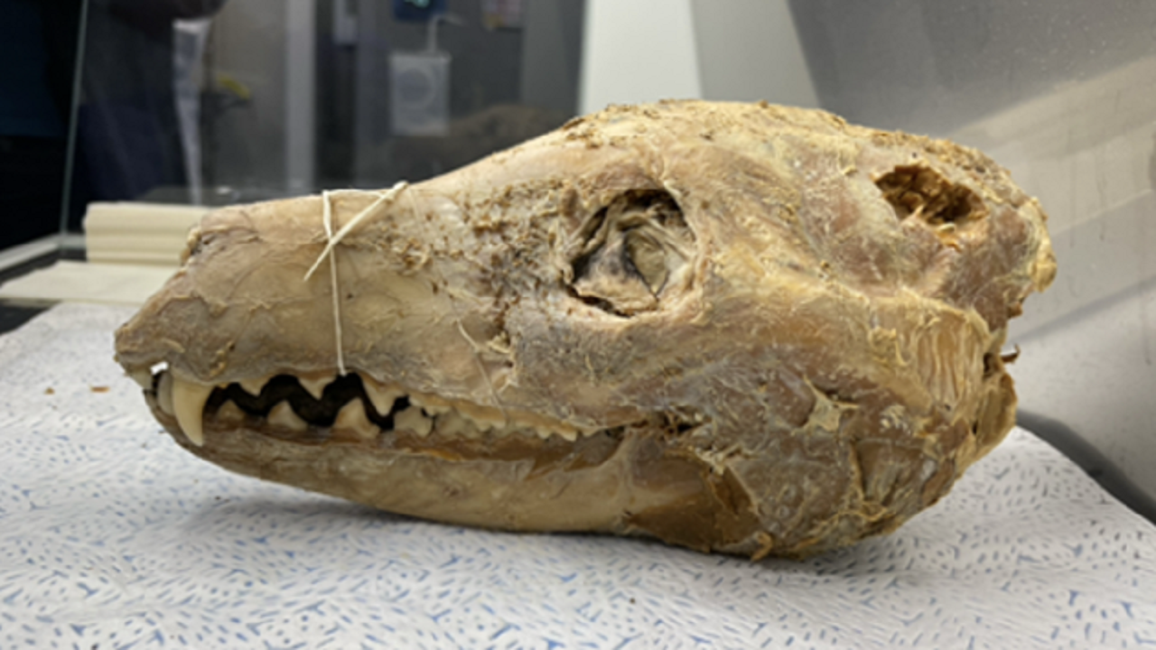 Genoma mais completo do tigre-da-Tasmânia é montado a partir de cabeça de 110 anos