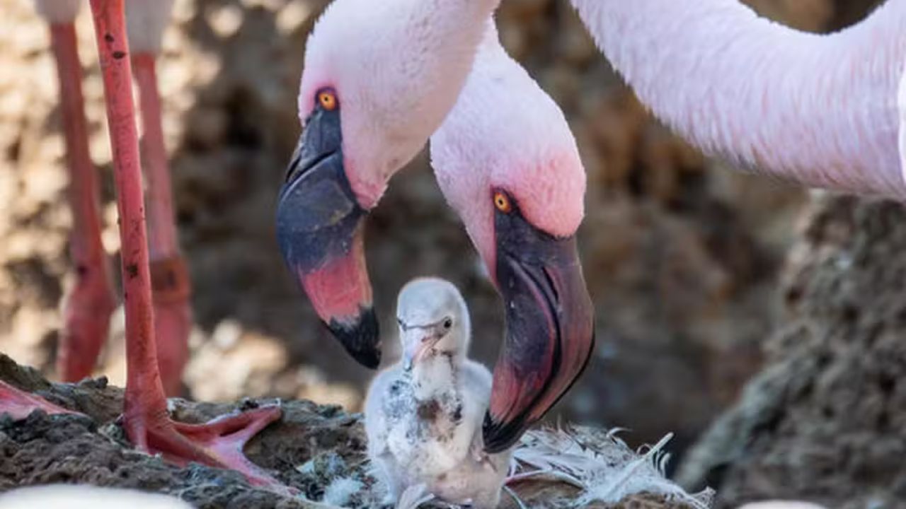 Flamingos machos chocam e criam juntos filhote adotado em zoológico nos EUA