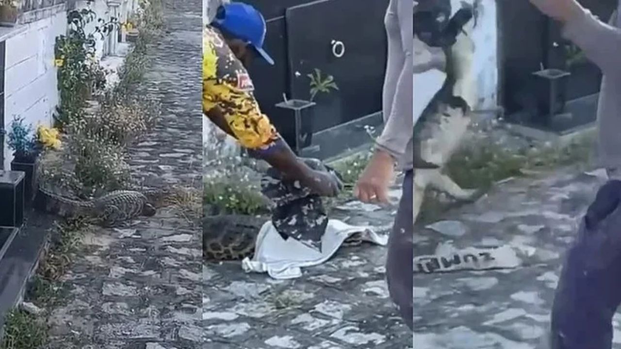Homem é mordido por jacaré em cemitério no Alagoas