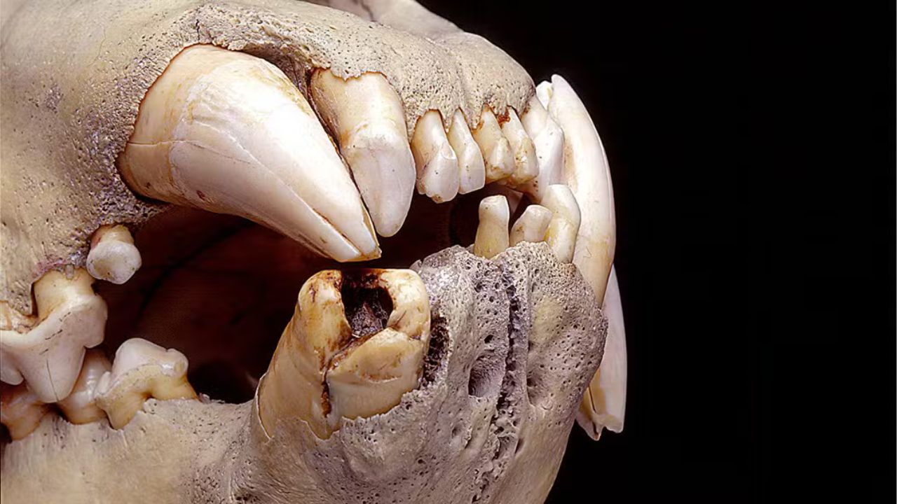 Estudo revela que leões se alimentaram de seres humanos no século 19