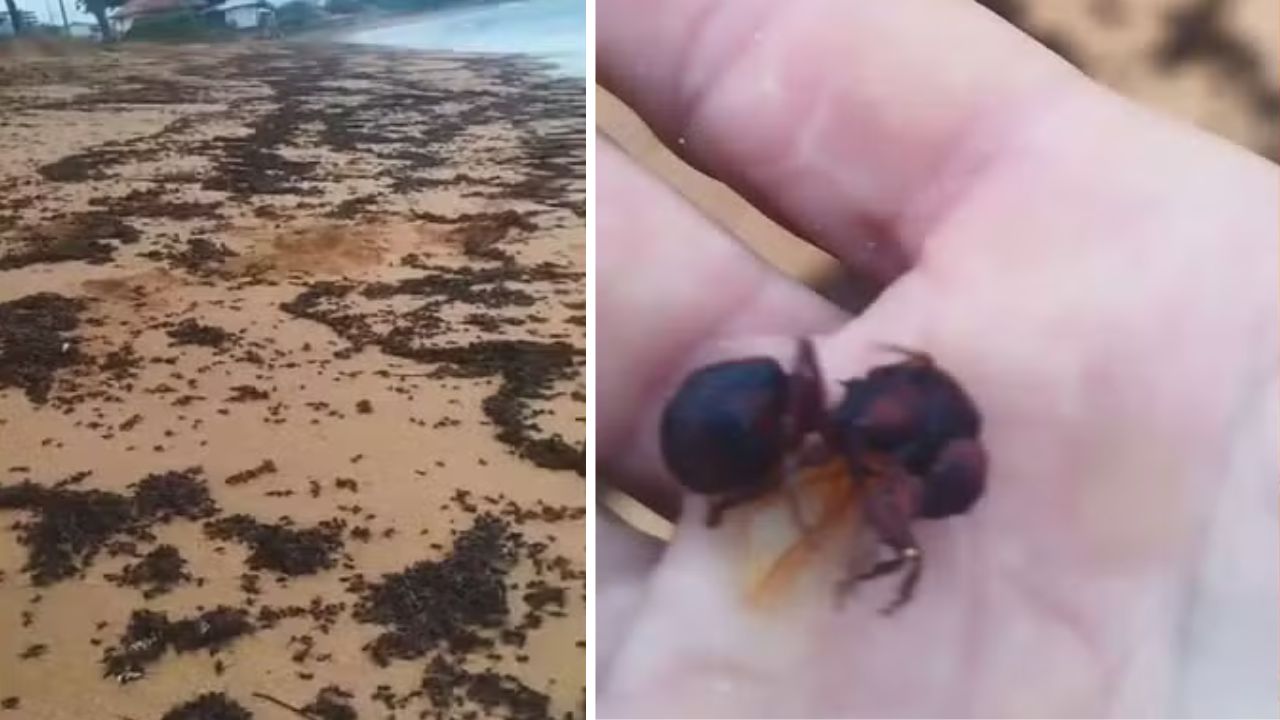 O que causou a morte de milhares de formigas tanajura no Espírito Santo?