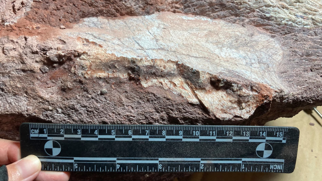 Hong Kong descobre os primeiros fósseis de dinossauro da cidade