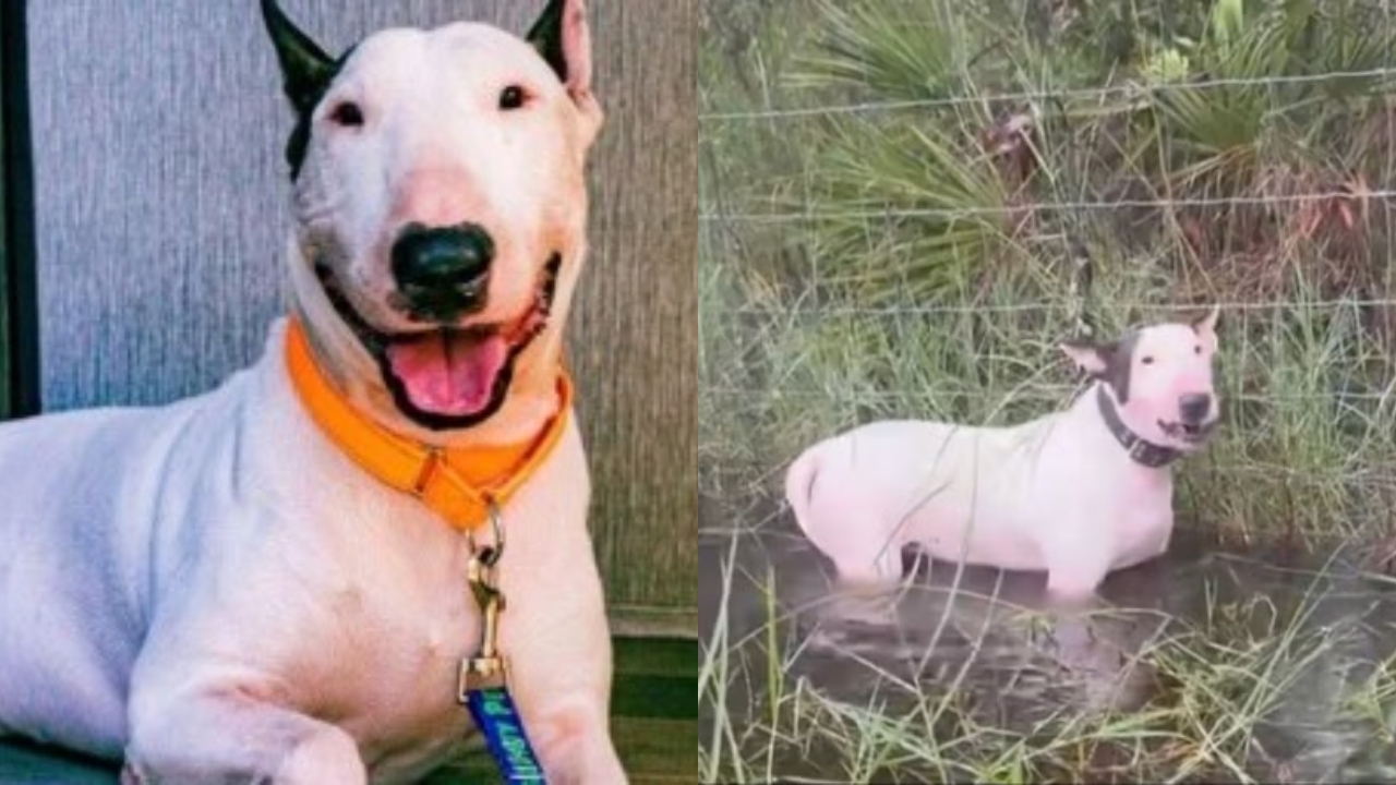 Homem que abandonou cachorro após a chegada do furacão Milton é preso