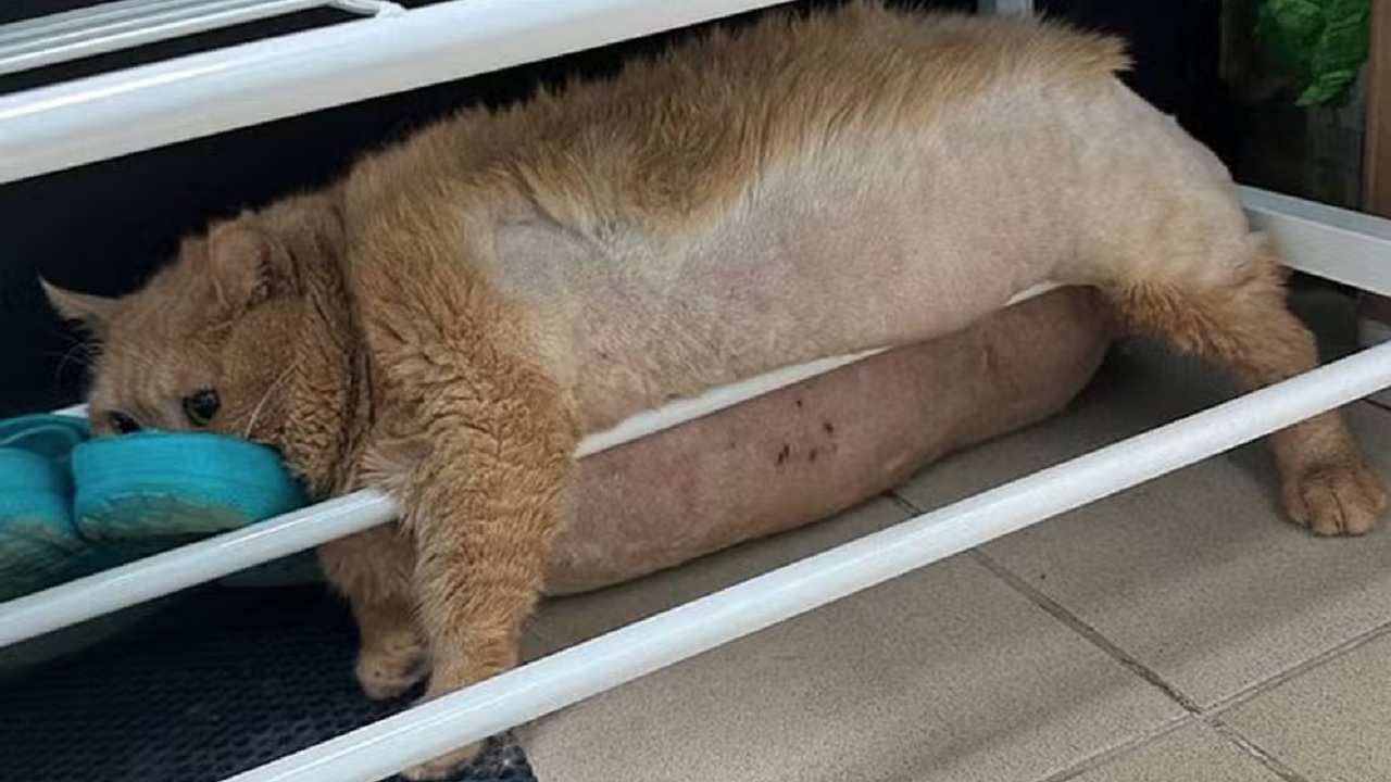 Morre ‘gato mais gordo do mundo’ após não resistir à luta contra a obesidade