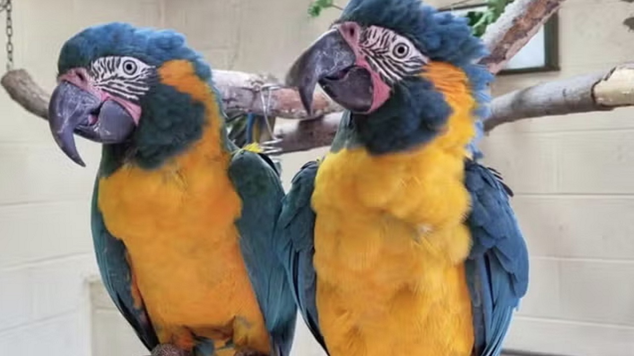 Papagaios fugitivos de zoológico londrino são encontrados juntos após uma semana